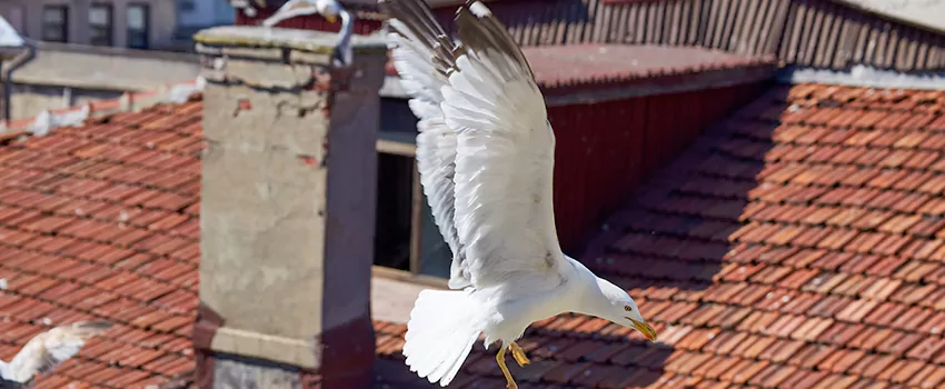 Residential Chimney Animal Removal Solution in Midwest City, OK